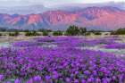 Sand verbena wildflowers with San Jacinto Mountains at sunrise in Palm Springs, California, USA Art Print